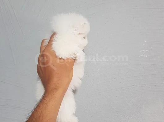 Üst Kali̇te De Babyface Boo Yavrulari