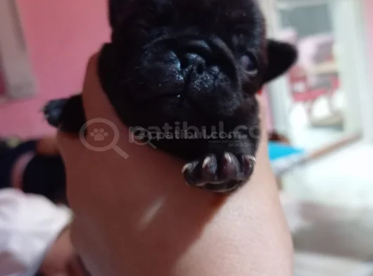 25 Günlük Sütten Kesilecek Yavrular görsel