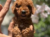 Veteriner Teknikerden Toy Poodle Yavrular Yuva Arıyor