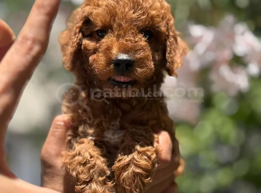Veteriner Teknikerden Toy Poodle Yavrular Yuva Arıyor görsel