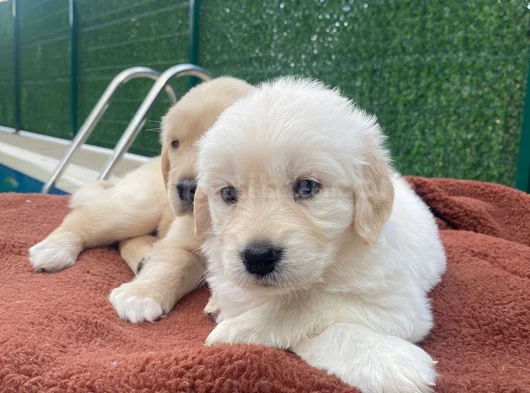 Pofuduk Kafa Golden Bebekler görsel