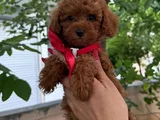 Veteriner teknikerden TOY POODLE YAVRULAR yuva arıyor