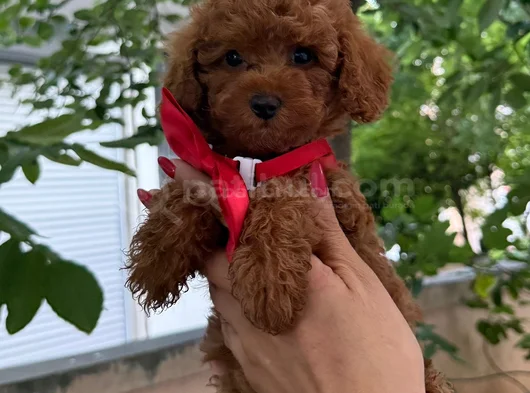 Veteriner Teknikerden Toy Poodle Yavrular Yuva Arıyor