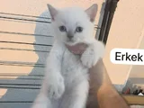 SEVİMLİ BICIRIK TESLİME HAZIR