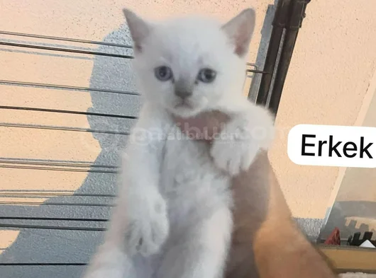 Sevi̇mli̇ Bicirik Tesli̇me Hazir