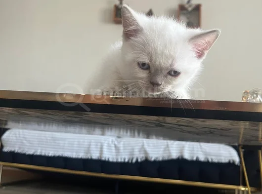 Sevi̇mli̇ Bicirik Tesli̇me Hazir görsel
