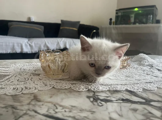 Sevi̇mli̇ Bicirik Tesli̇me Hazir görsel