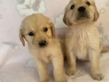 Baby Face Golden Bebekler