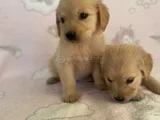 Baby Face Golden Bebekler