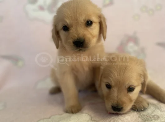 Baby Face Golden Bebekler görsel