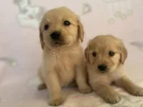Baby Face Golden Bebekler