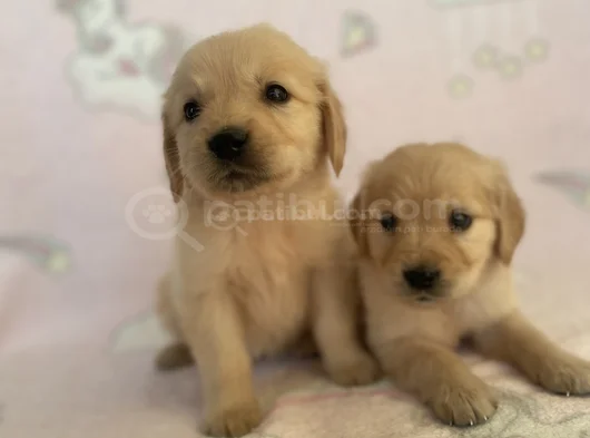 Baby Face Golden Bebekler görsel