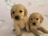 Baby face golden bebekler