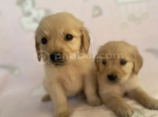 Baby Face Golden Bebekler