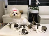 Ev Hayatına En Uygun Irktır Shih Tzu