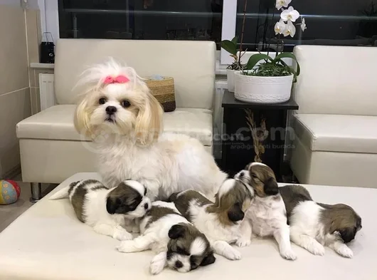 Ev Hayatına En Uygun Irktır Shih Tzu görsel