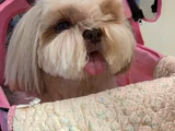 Ev Hayatına En Uygun Irktır Shih Tzu