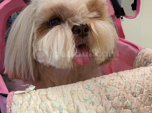 Ev Hayatına En Uygun Irktır Shih Tzu görsel