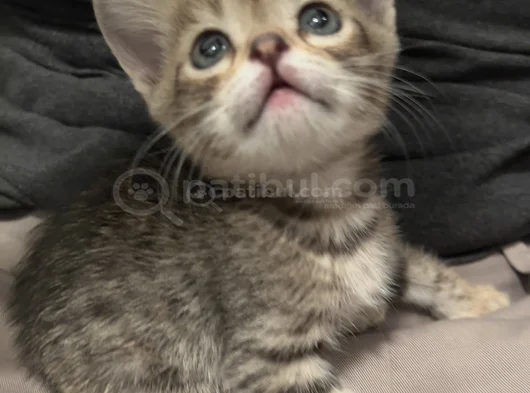 Sevecen Kucağa Alışık Insancıl Yavru Kedi görsel