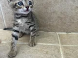 Sevecen Kucağa Alışık Insancıl Yavru Kedi