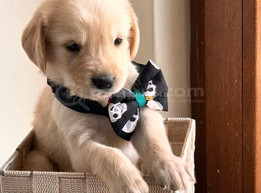 Golden Bebekler