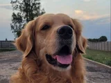 Golden Bebekler