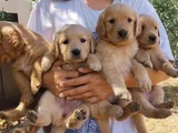 Golden Bebekler