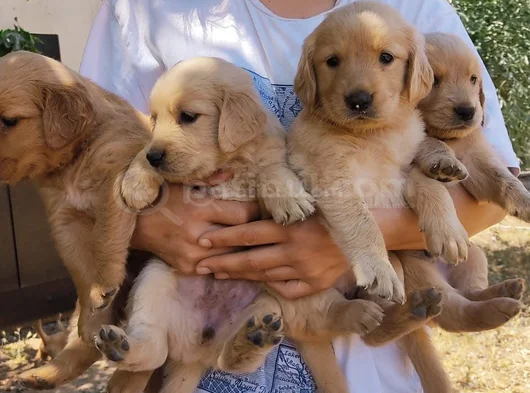 Golden Bebekler görsel