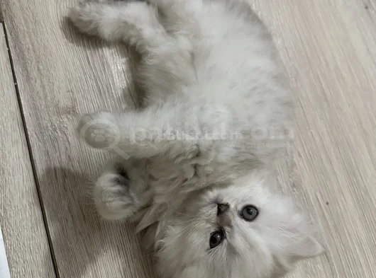 Oyuncu Kız görsel