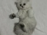 Oyuncu Kız