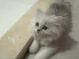 Oyuncu Kız