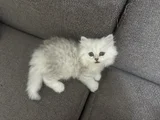 Oyuncu kız