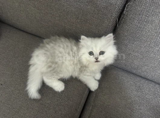 Oyuncu Kız