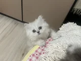 Oyuncu Kız
