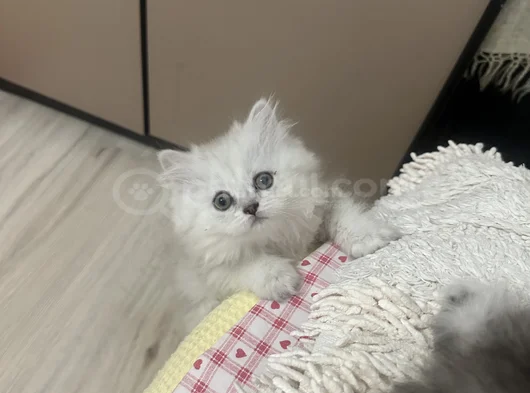 Oyuncu Kız görsel