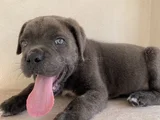 Estetikli Estetiksiz Cane Corso Bebekler