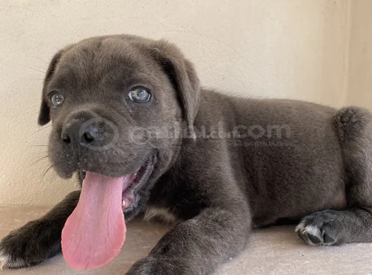 Estetikli Estetiksiz Cane Corso Bebekler görsel