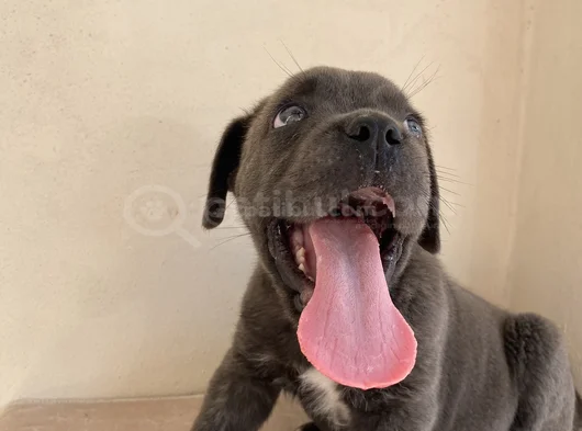 Estetikli Estetiksiz Cane Corso Bebekler görsel