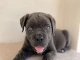 Estetikli Estetiksiz Cane Corso Bebekler