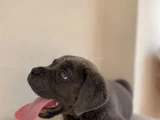 Estetikli Estetiksiz Cane Corso Bebekler