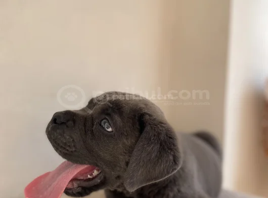 Estetikli Estetiksiz Cane Corso Bebekler görsel