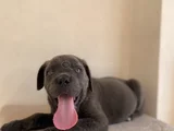 Estetikli estetiksiz cane corso bebekler