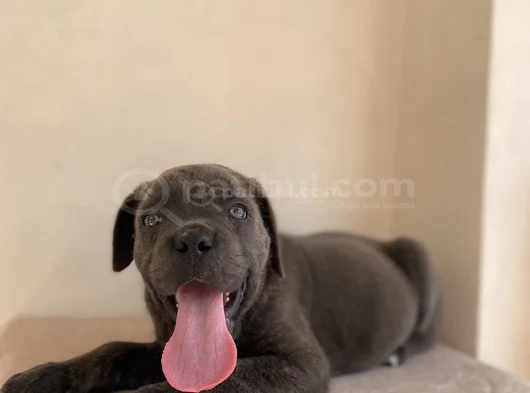 Estetikli Estetiksiz Cane Corso Bebekler