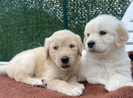 Pofuduk Kafa Golden Bebekler görsel