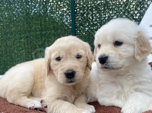 Pofuduk Kafa Golden Bebekler görsel