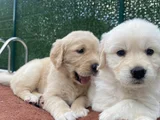 Pofuduk Kafa Golden Bebekler