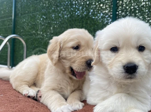 Pofuduk Kafa Golden Bebekler görsel