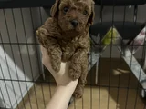 35 Günlük Teacup Poodle