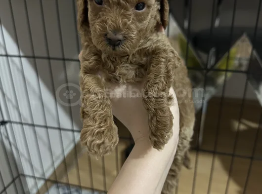 35 Günlük Teacup Poodle görsel