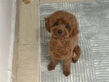 35 Günlük Teacup Poodle